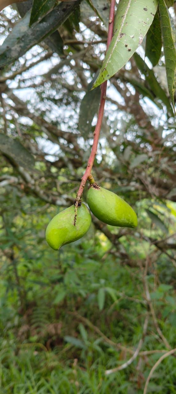 Sudur Pickles Gallery Image